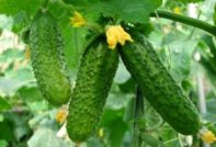 лучшие огурцы для Подмосковья