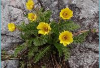 гравилат посадка и уход