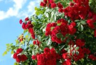многолетние кустарники цветущие все лето