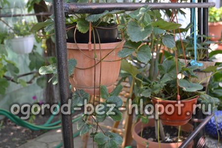 Выращивание клубники в горшочках на улице