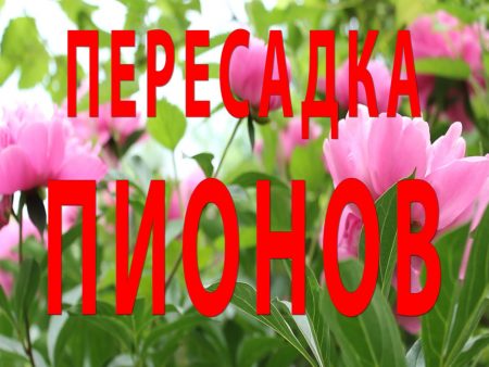 Как пересадить пионы, чтобы цвели на следующий год