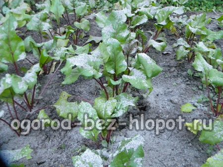 Внекорневая подкормка свеклы золой