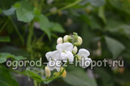 Уход за фасолью в открытом грунте