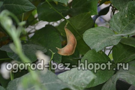Особенности выращивания стручковой фасоли