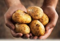 Картофель Удача: описание и характеристика сорта, фото, отзывы