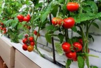 помидоры балконное чудо выращивние