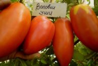 Томат Воловьи уши: отзывы, фото, характеристика и описание сорта