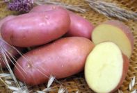 Картофель Ред Скарлет: описание и характеристики сорта, фото, отзывы