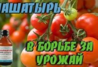 Нашатырь для помидор