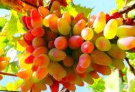 сорт виноград Дамские пальчики