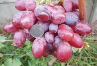 Виноград Подарок Ирине
