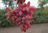 виноград Дубовский Розовый