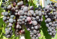 Виноград Муромец