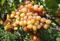 Виноград Хамелеон