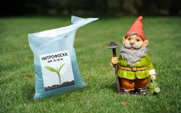 Нитрофоска, нитроаммофоска, азофоска и борофоска для огурцов