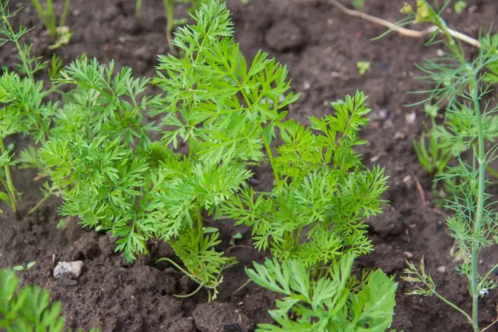 Какой сосед губит урожай моркови: ошибка, из-за которой корнеплоды горчат