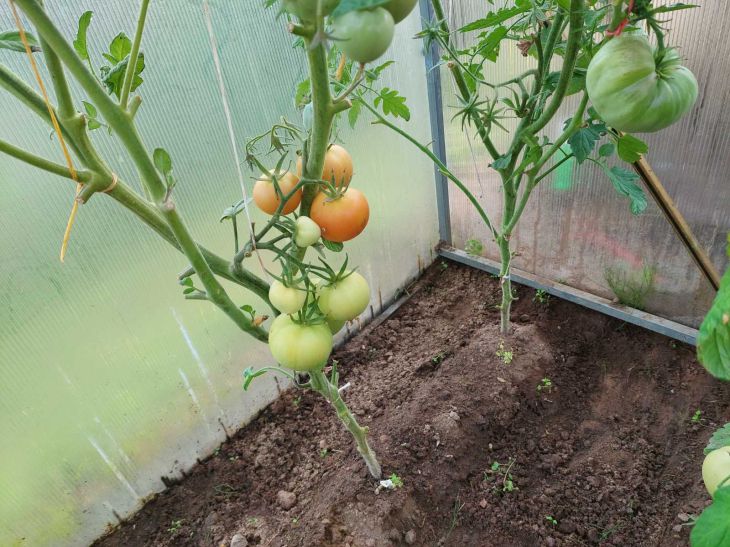 Почему огурцы вянут рядом с помидорами: война корней, которую вы не видите