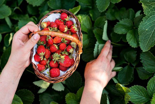 Правила подкормки старой клубники, которая много лет растет на одном месте
