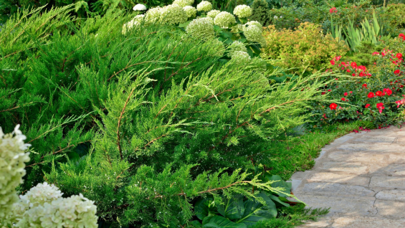 Можжевельник Минт Джулеп